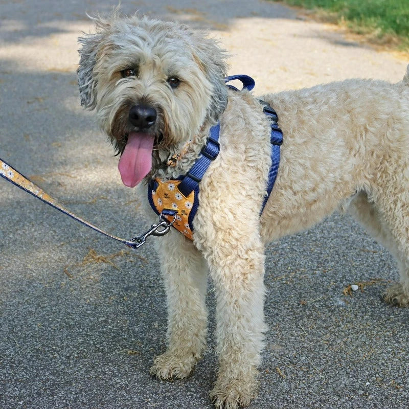 Canvas Overlay Dog Collar, Yellow Good Vibes, 5/8" x 12-18"