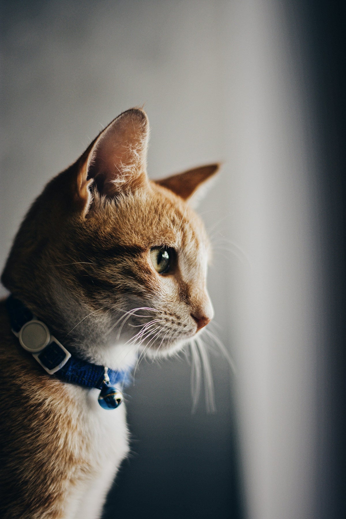 Cat Supplies