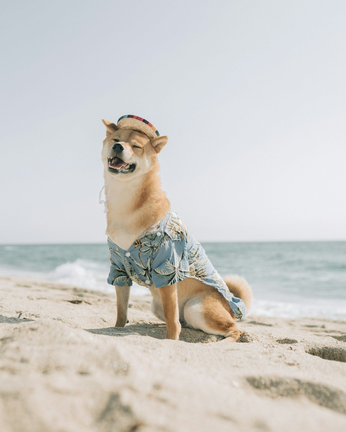 Pet Clothing & Accessories