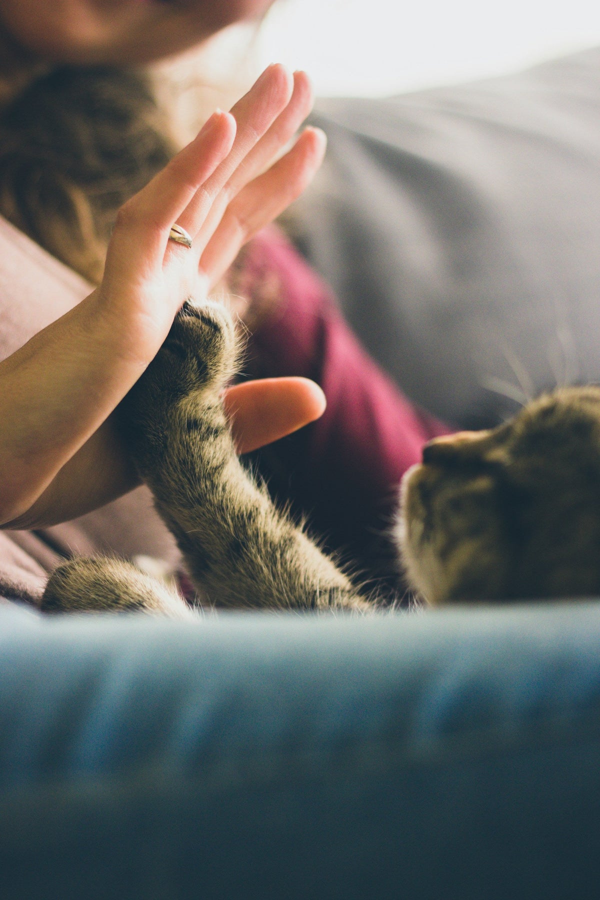 Pet Health & Wellness