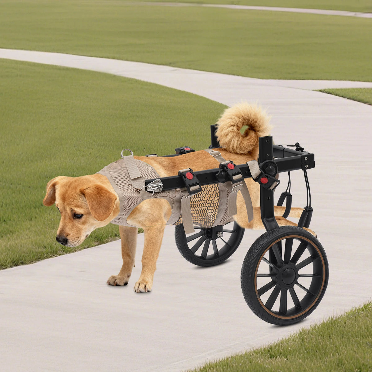 Pet Walking Aid Pet Rehabilitation Walking Aid Multi-Scenario Usage 2-Wheel Dog Wheelchairs for Back Legs/Senior Dogs 65kg Load