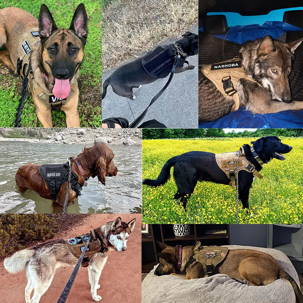 Petavel Padded Nylon Dog Harness And Leash Set Quick Release