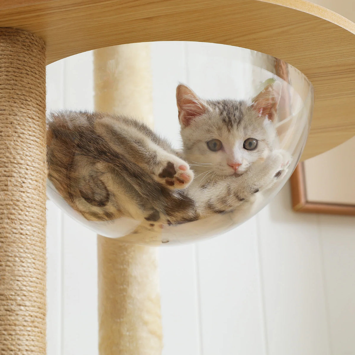 PAWZ Ro Multi-Level Indoor Cat Tree With Condo And Hammock